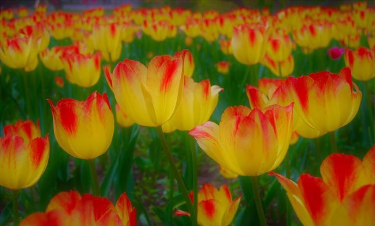 李白的兰陵美酒郁金香玉碗盛来琥珀光