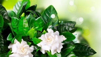 ​温岭属于哪个城市