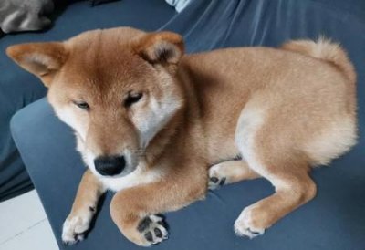 ​刚断奶的小狗能洗澡吗(一个月的小奶狗多久可以洗澡)