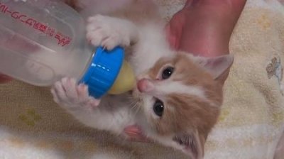 ​猫咪沐浴露到底怎么选？要关注哪些要素？答案全在这里了