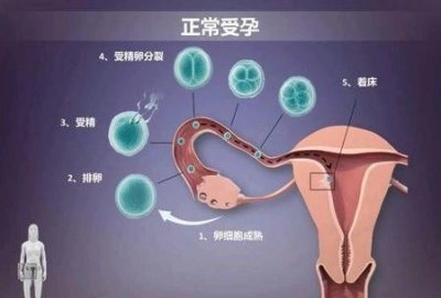 ​成功受孕的条件(备孕的条件)