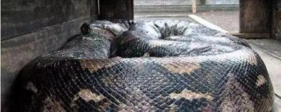 ​蟒蛇真的会吃人，四川贵州蟒蛇吃人真相