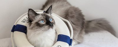 ​家里养猫得了虱子怎么办 家养的猫有虱子吗图片