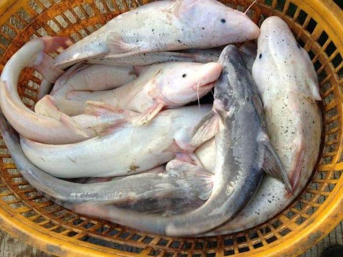 这种鱼比河豚还鲜美，长得像鲶鱼卖200元一斤，人称“肥坨鱼”