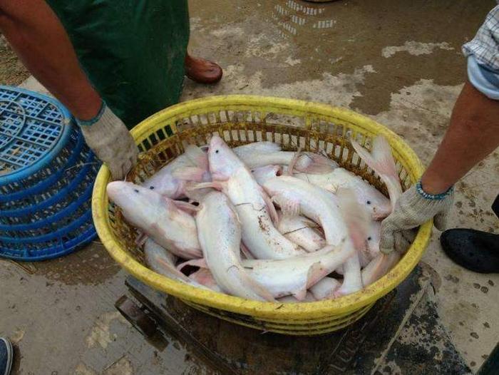 这种鱼比河豚还鲜美，长得像鲶鱼卖200元一斤，人称“肥坨鱼”