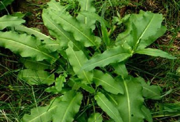 农村常见的野菠菜,过去猪吃了能长膘,如今是城里人爱吃的野菜