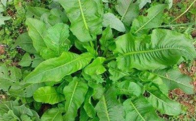 ​农村常见的野菠菜，过去猪吃了能长膘，如今是城里人爱吃的野菜