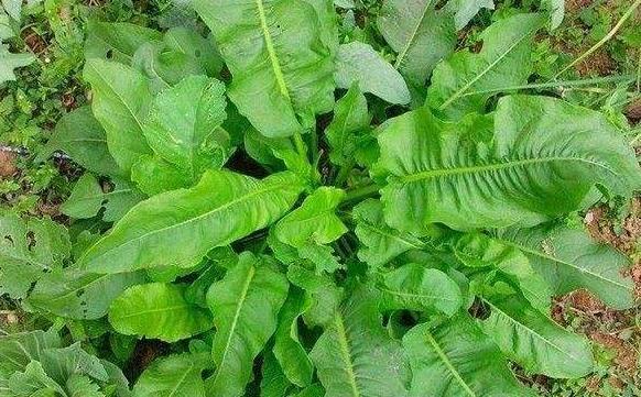 农村常见的野菠菜,过去猪吃了能长膘,如今是城里人爱吃的野菜