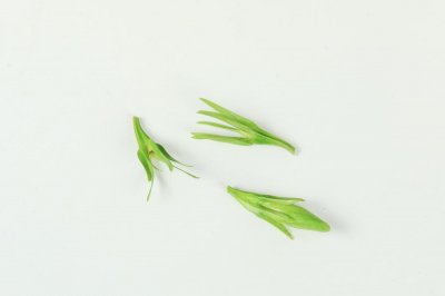 ​水栀子的养殖方法和注意事项