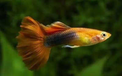 ​何罗鱼 神话传说中一种神兽疑似乌贼