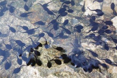 ​你可曾发现地球仪上最长的纬线