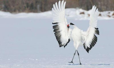 ​中国的国鸟是什么鸟叫什么名字(中国的国鸟确定了吗)