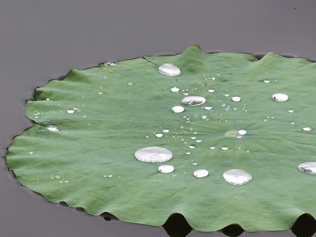 上海新江湾城湿地公园地址路线图（新江湾城公园左岸风光）(16)