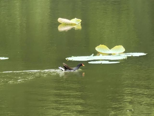 上海新江湾城湿地公园地址路线图（新江湾城公园左岸风光）(17)