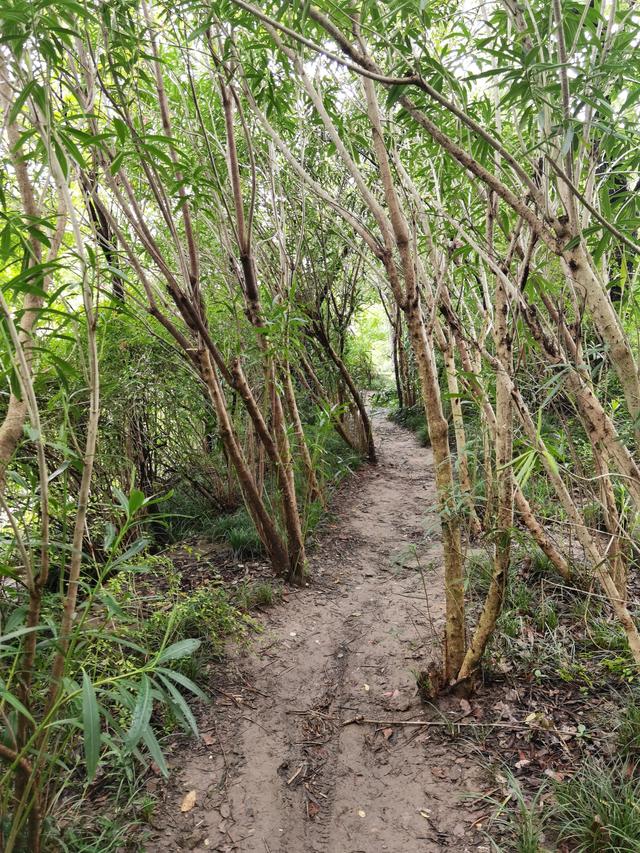 上海新江湾城湿地公园地址路线图（新江湾城公园左岸风光）(7)