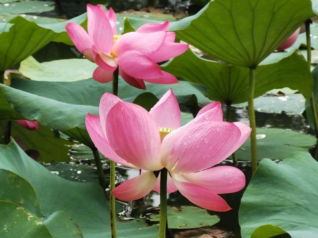 上海新江湾城湿地公园地址路线图（新江湾城公园左岸风光）(12)