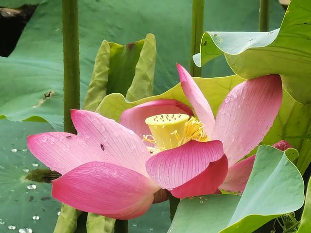 上海新江湾城湿地公园地址路线图（新江湾城公园左岸风光）(11)