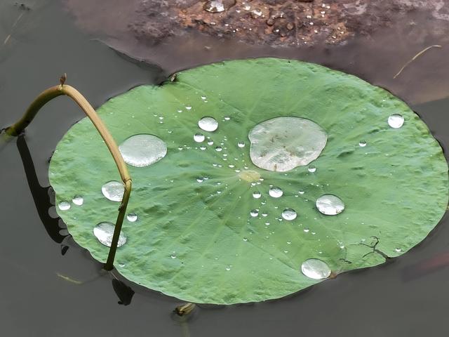 上海新江湾城湿地公园地址路线图（新江湾城公园左岸风光）(15)