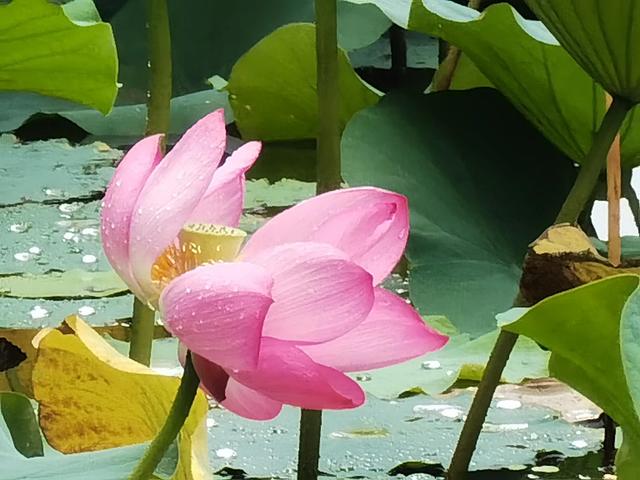 上海新江湾城湿地公园地址路线图（新江湾城公园左岸风光）(13)