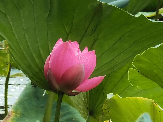 上海新江湾城湿地公园地址路线图（新江湾城公园左岸风光）(14)