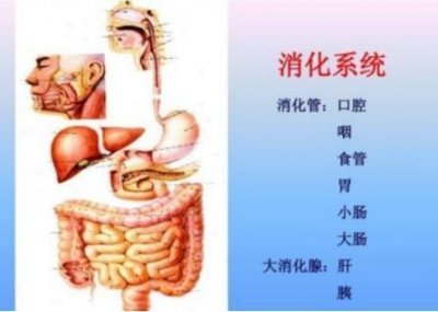 ​不作死就不会死，史前鱼龙活吞海龙，最终悲剧发生了