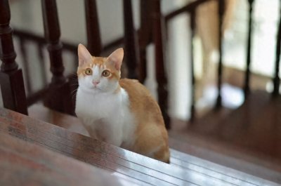 ​猫咪离家出走一定是向你“告别”吗？别傻了，还有这几点原因