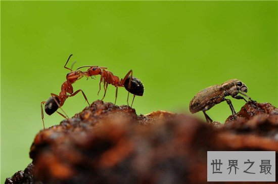 爆炸蚂蚁牺牲自己保护同类，像恐怖分子一样自爆