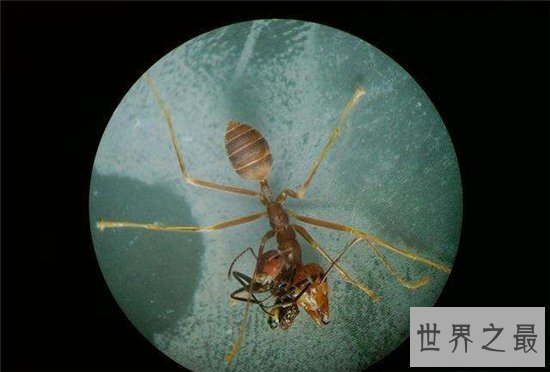 爆炸蚂蚁牺牲自己保护同类，像恐怖分子一样自爆