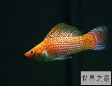 ​玛丽鱼堪称新手专属，原因大家知道吗？