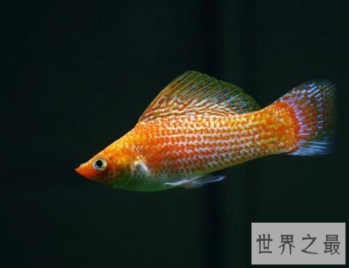 玛丽鱼堪称新手专属，原因大家知道吗？