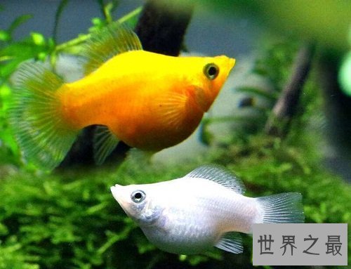 玛丽鱼堪称新手专属，原因大家知道吗？