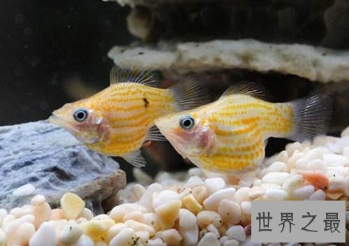 玛丽鱼堪称新手专属，原因大家知道吗？