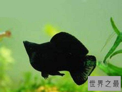 玛丽鱼堪称新手专属，原因大家知道吗？