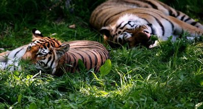 ​科学家认为约25只阿穆尔虎拥有中国和俄罗斯“双重国籍”