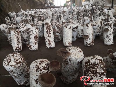 ​香菇菌棒脱袋后和出菇后污染和烂棒的根本原因与防治措施