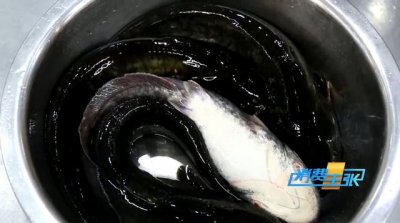 ​鲶鱼炖茄子的做法（东北四大炖之一鲶鱼炖茄子家常做法）