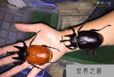 ​亚克提恩大兜虫，世界上最重的大兜虫(历时三年成功羽化)