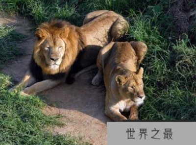 ​动物最快奔跑速度，第一名极速350公里