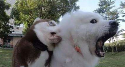 ​养狗，奉劝你不要选“萨摩耶”，原因有5个