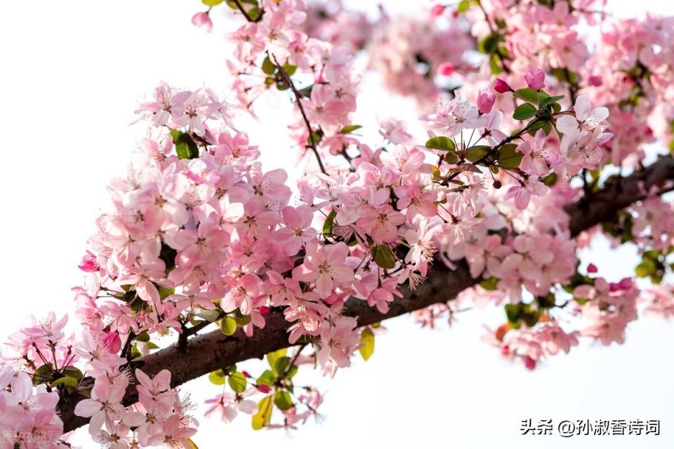 言不老镜中人打两字(言不老镜中人打二个字)