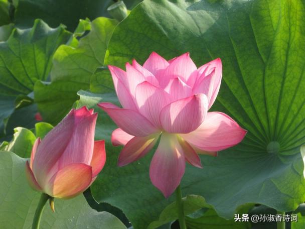 言不老镜中人打两字(言不老镜中人打二个字)