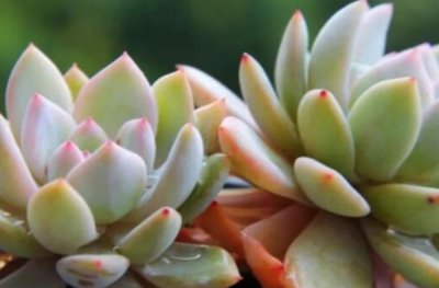 ​最受欢迎的多肉植物排名前十 珍珠吊兰榜上有名 芙蓉雪莲荣登榜首