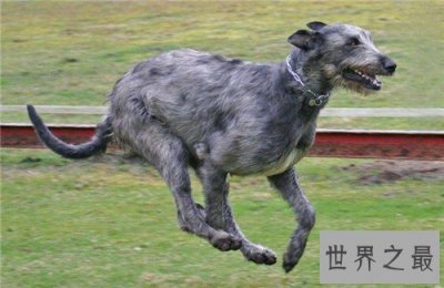​爱尔兰猎狼犬性格特征介绍 价格不贵对主人忠诚