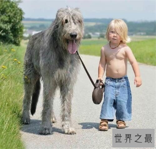 爱尔兰猎狼犬性格特征介绍 价格不贵对主人忠诚