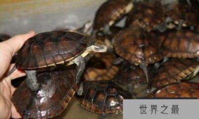 ​南石龟能长多大，怎么鉴别南石龟的纯度