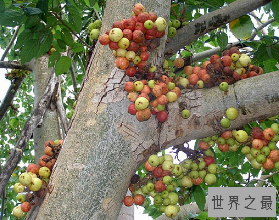 牛奶树,具有药用价值的一颗可以挤奶的树