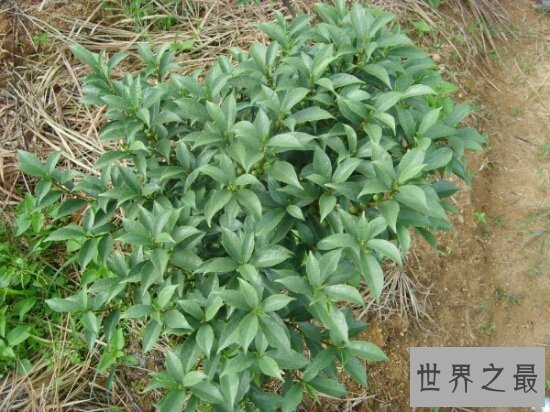 牛奶树,具有药用价值的一颗可以挤奶的树