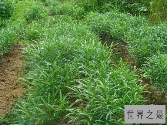 牛奶树,具有药用价值的一颗可以挤奶的树