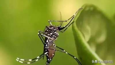 ​花蚊子，一种比普通蚊子更毒的蚊子，白天隔着衣服咬人，它从哪来