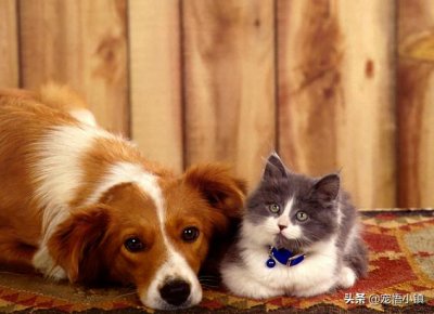 ​国内外较著名的宠物网站大全